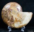 / Inch Polished Ammonite - Giveaway Prize! #2615-1